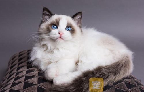 布偶猫掉毛严重应该怎么办？
